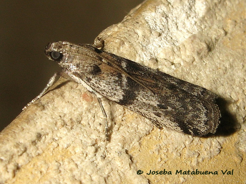 Ephestia welseriella - Pyralidae